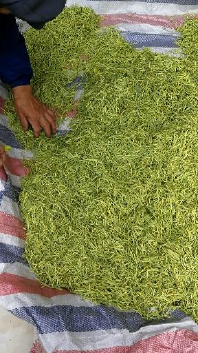 高海拔山区金银花
