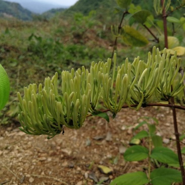 高海拔山区金银花
