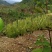 高海拔山区金银花