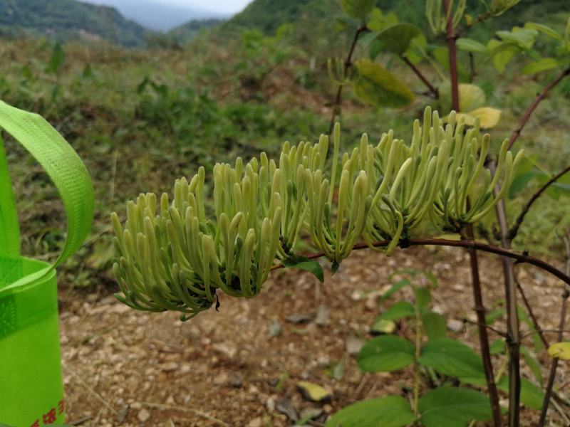 高海拔山区金银花