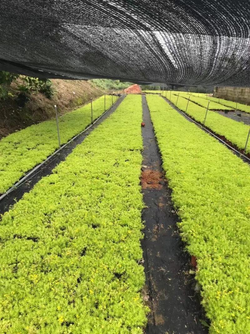 佛甲草黄金佛甲草托盘苗青叶佛甲草托盘基地直发