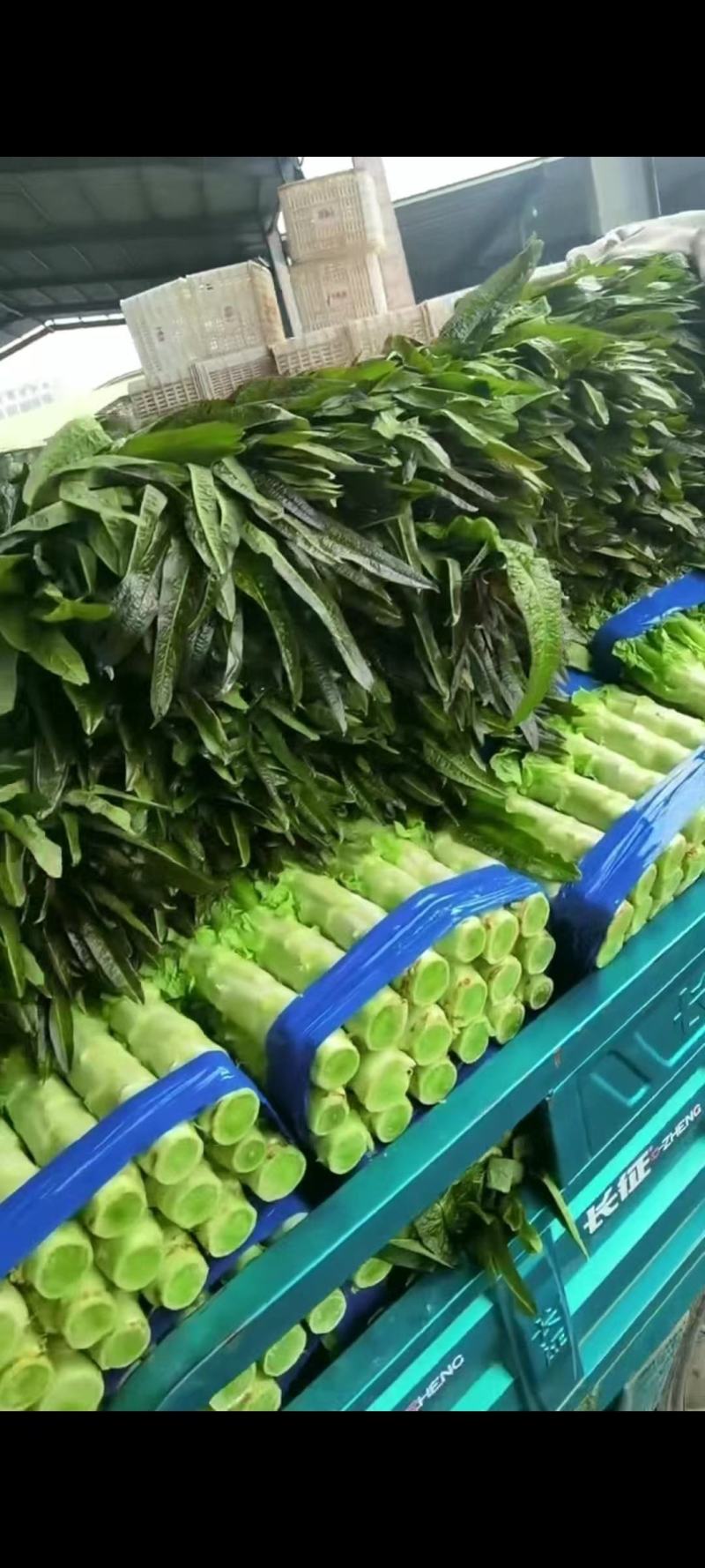 紫叶香莴苣～基地直供～货源充足～保证质量