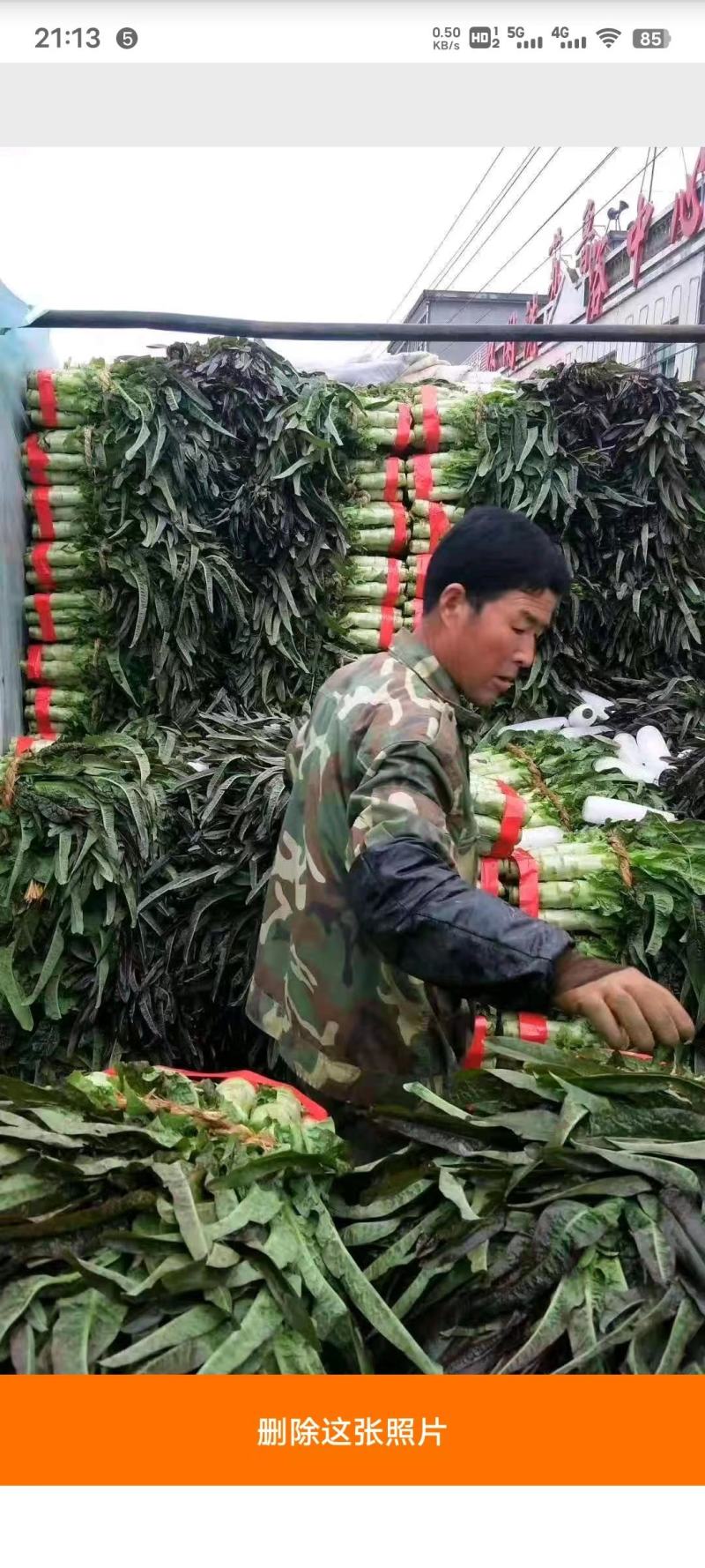 紫叶香莴苣～基地直供～货源充足～保证质量