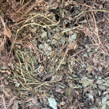 江苏宿迁花生秧无土无膜无霉变保质保量量大从优