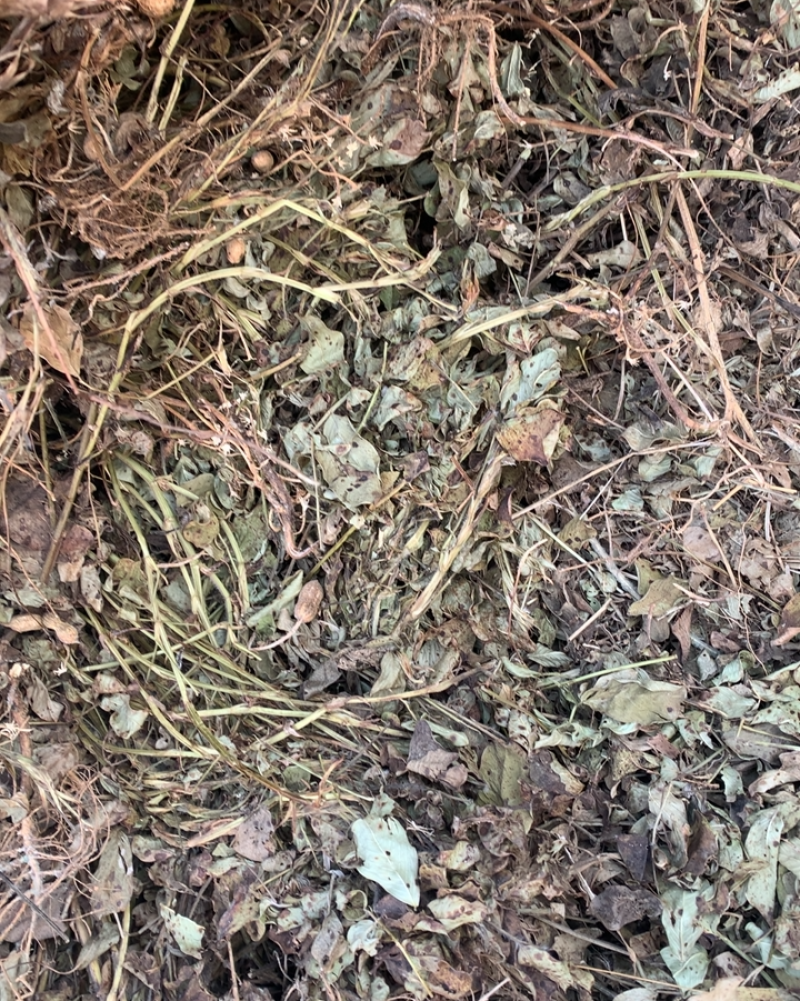 江苏宿迁花生秧无土无膜无霉变保质保量量大从优