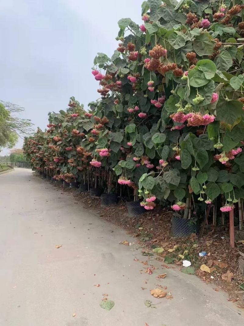 木芙蓉苗