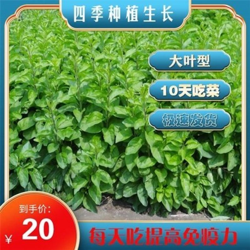 叶用枸杞苗、蔬菜大叶枸杞苗三年以上菜枸杞苗全国顺丰快包邮