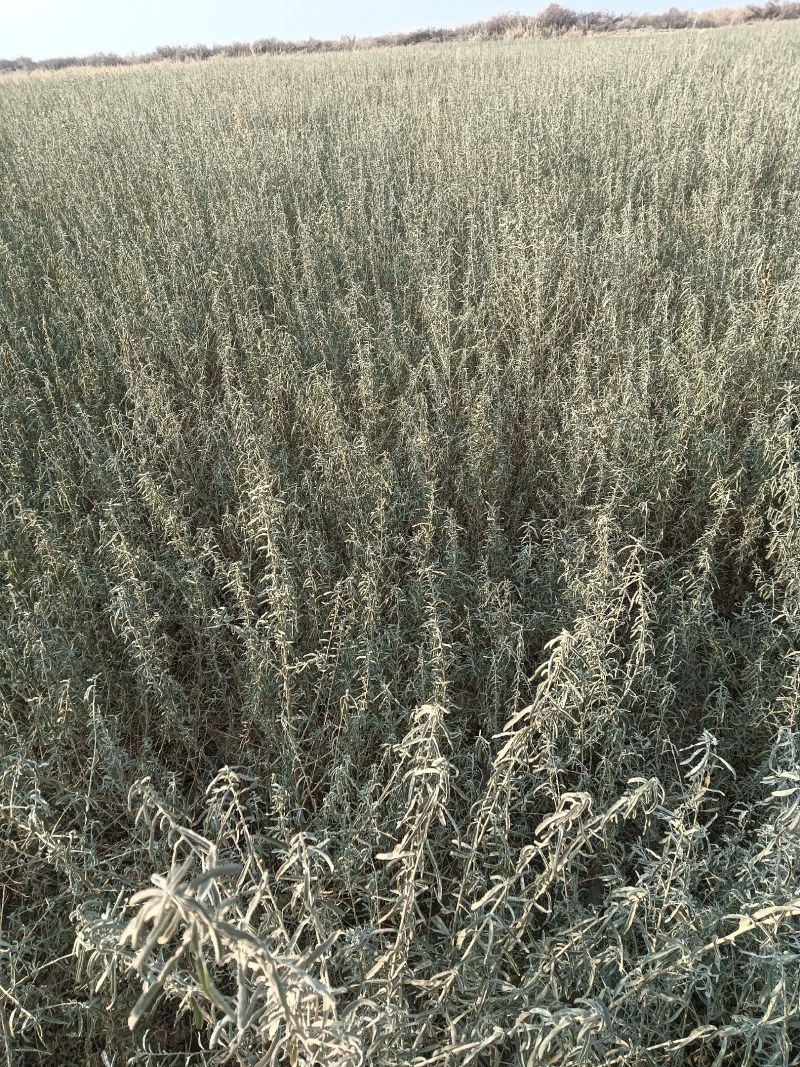 新疆优质梭梭苗，大量供应品质保障可视频看货