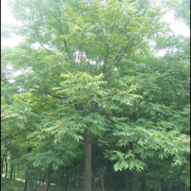 南酸枣树