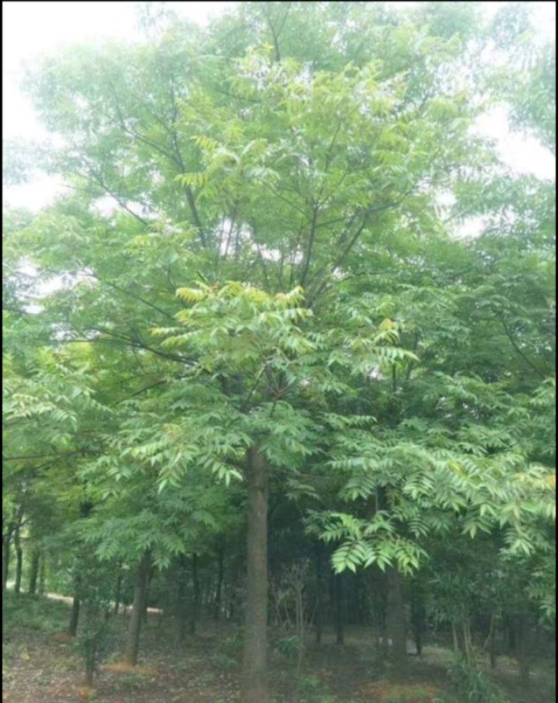 南酸枣树