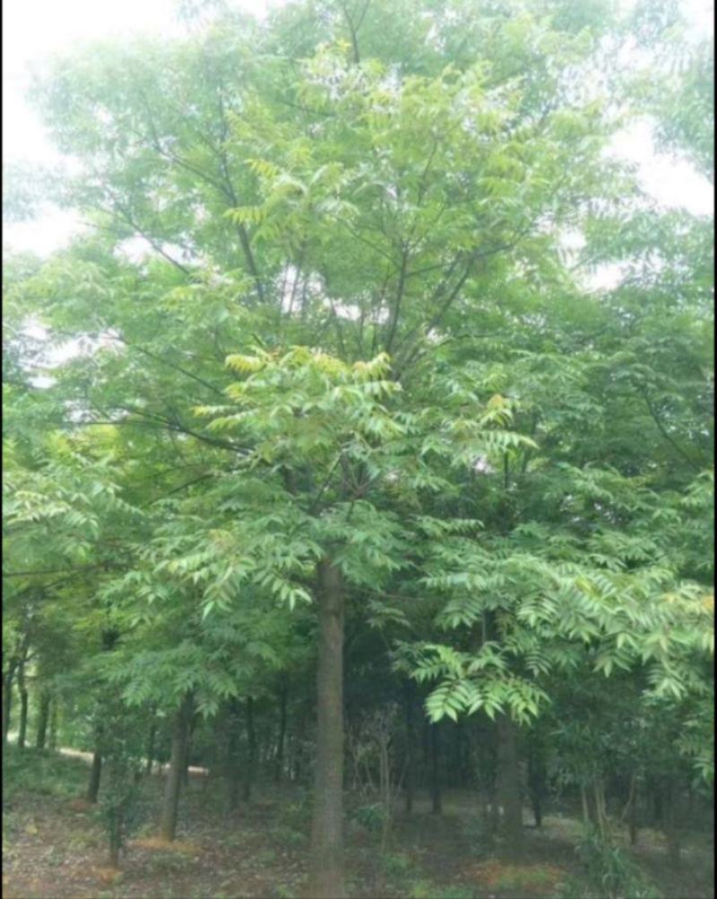 南酸枣树