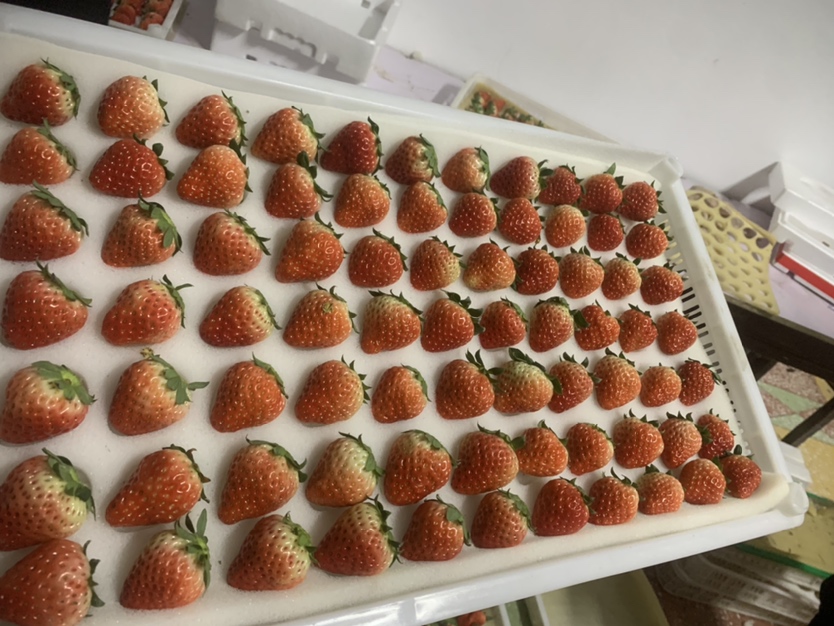 现代化草莓分拣车间内,全自动光学分级设备按大小、色泽、瑕疵自动分选果实;工作人员佩戴食品级手套,在洁净台面进行人工复检与精品礼盒装填;背景可见冷链预冷间与‘绿色认证’标识牌,展现从田间到终端的标准化品控体系 草莓专业合作社分拣包装流水线