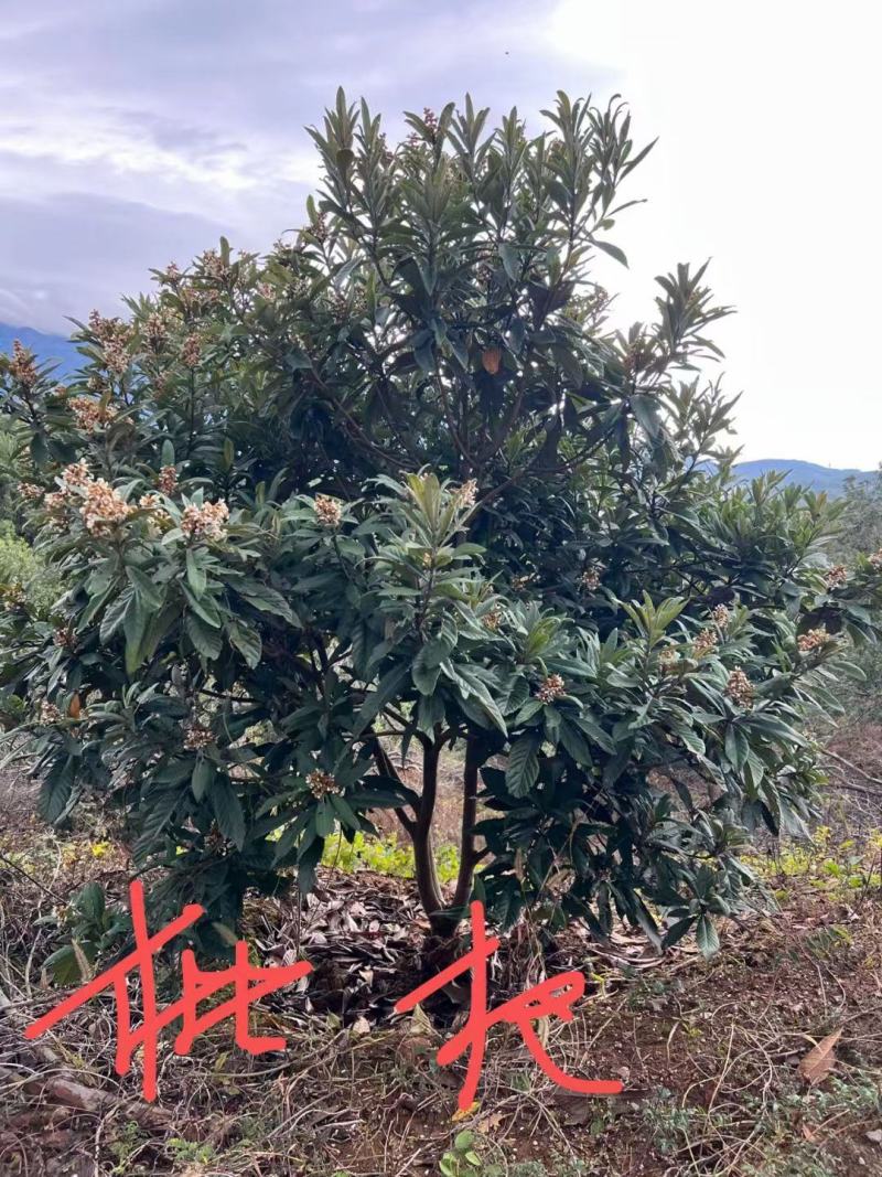枇杷树