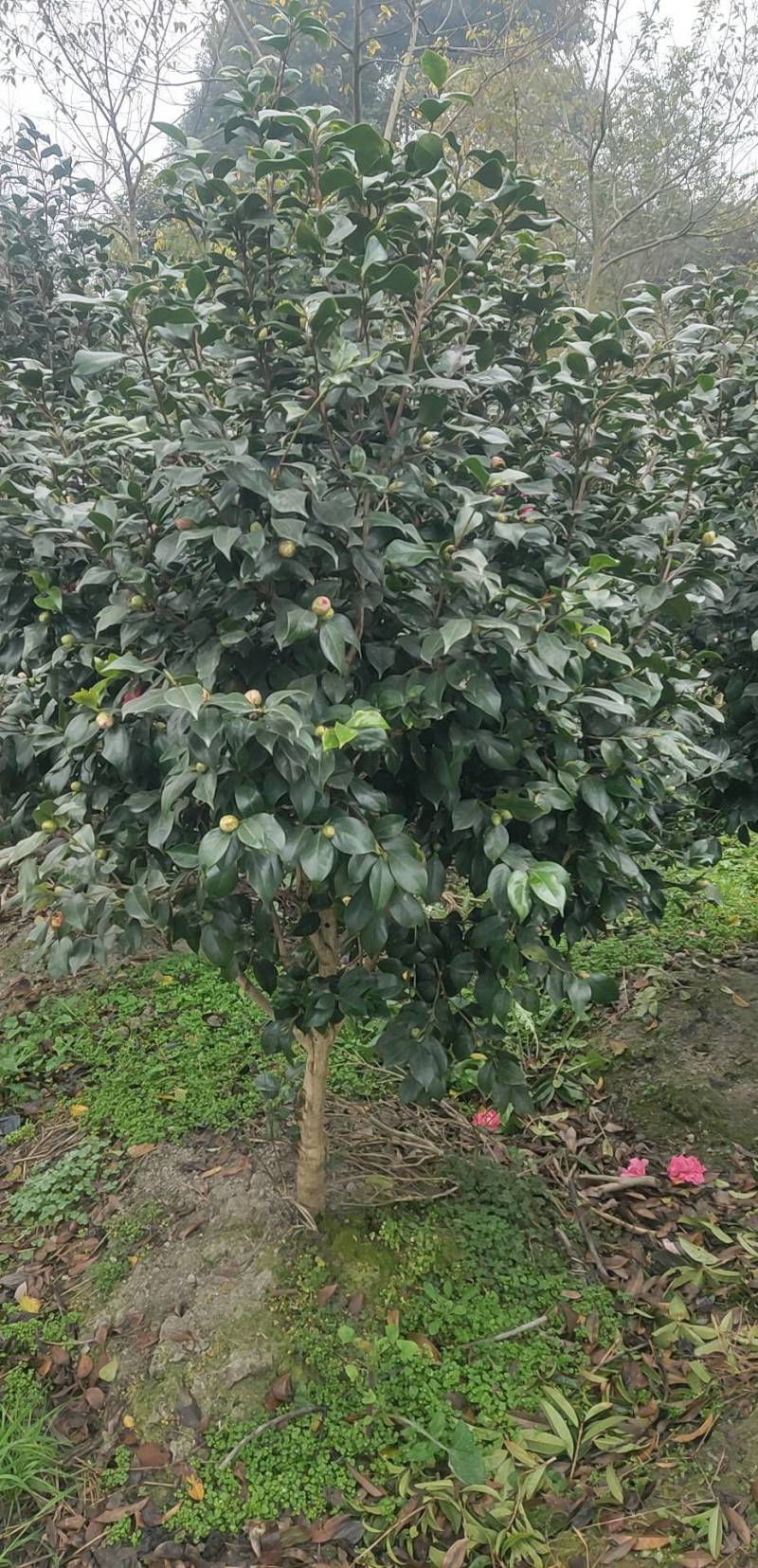 出售茶花树。
