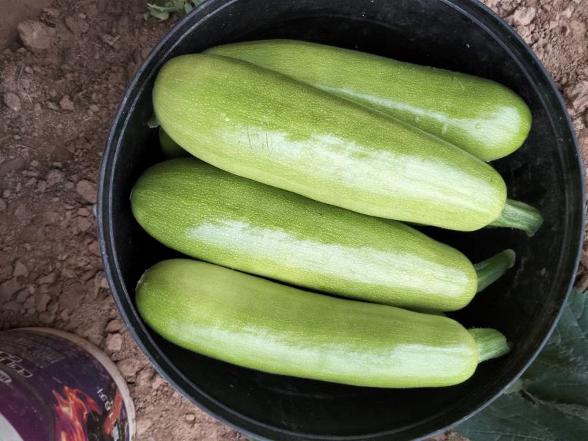 新鲜西葫芦实物图