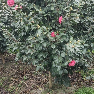 出售茶花树。