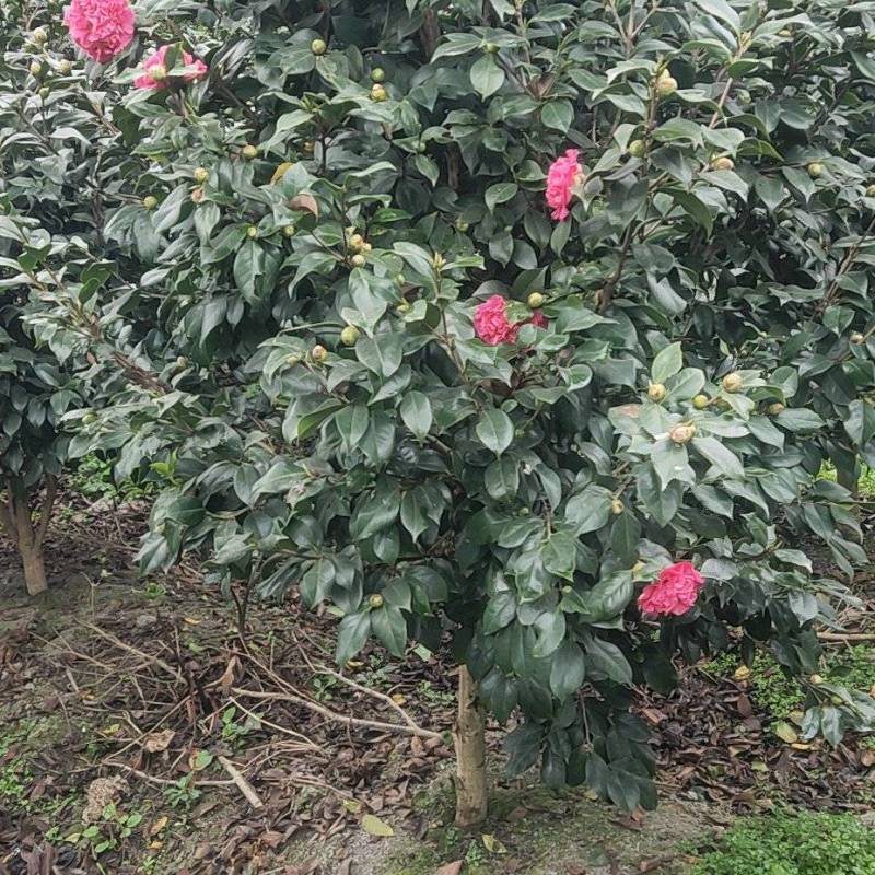 出售茶花树。