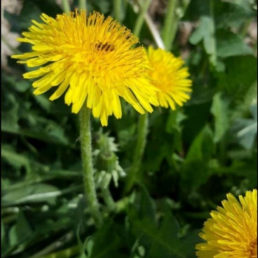 蒲公英苗