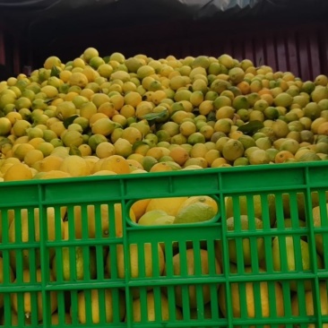 柠檬