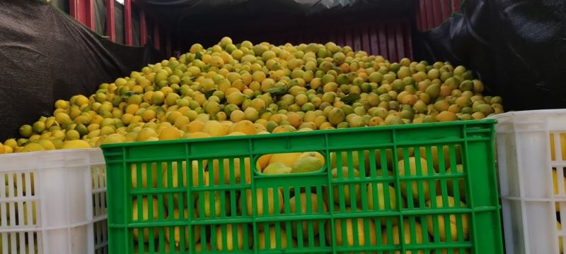 柠檬