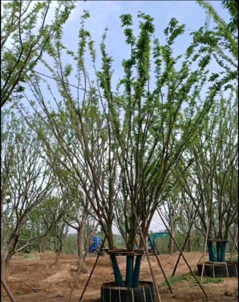 朴树苗