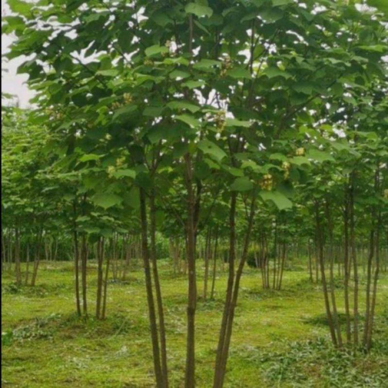 青桐