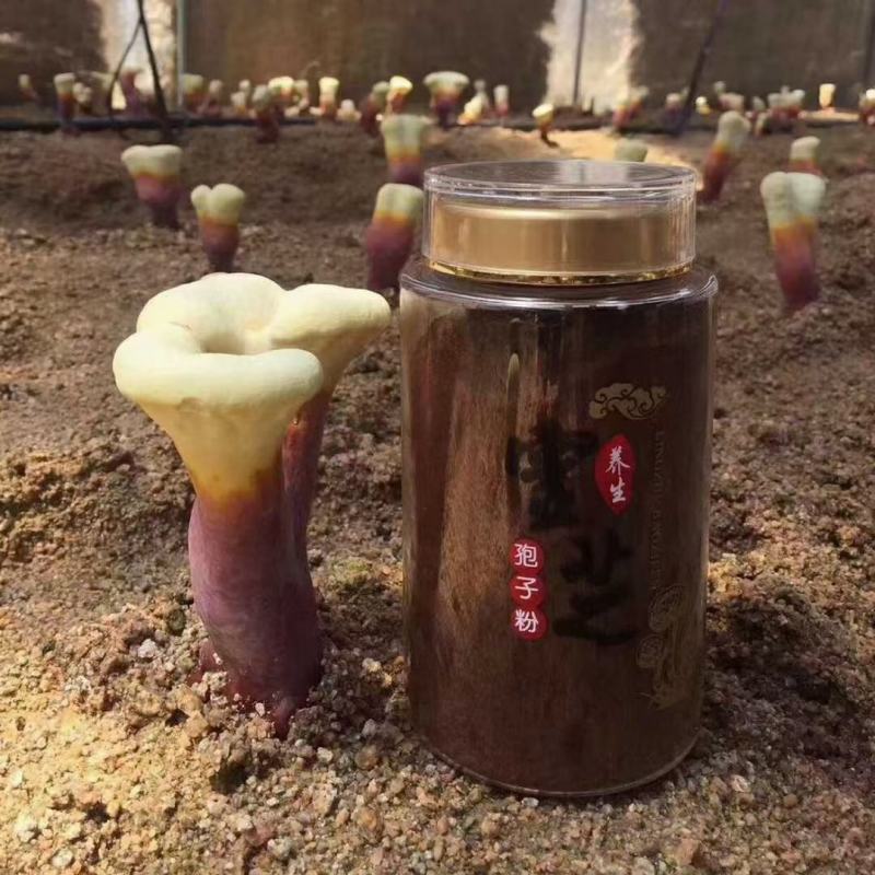 长白山高破壁灵芝孢子粉，质量保证，产地直发，欢迎来电洽谈