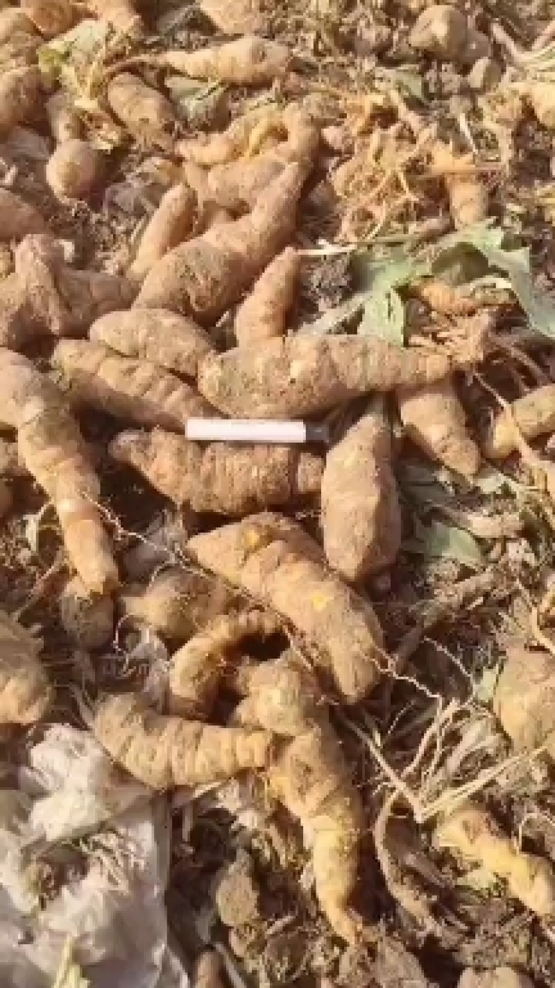 出售鲜地黄660亩，保证质量，价格优惠，需要的请联系