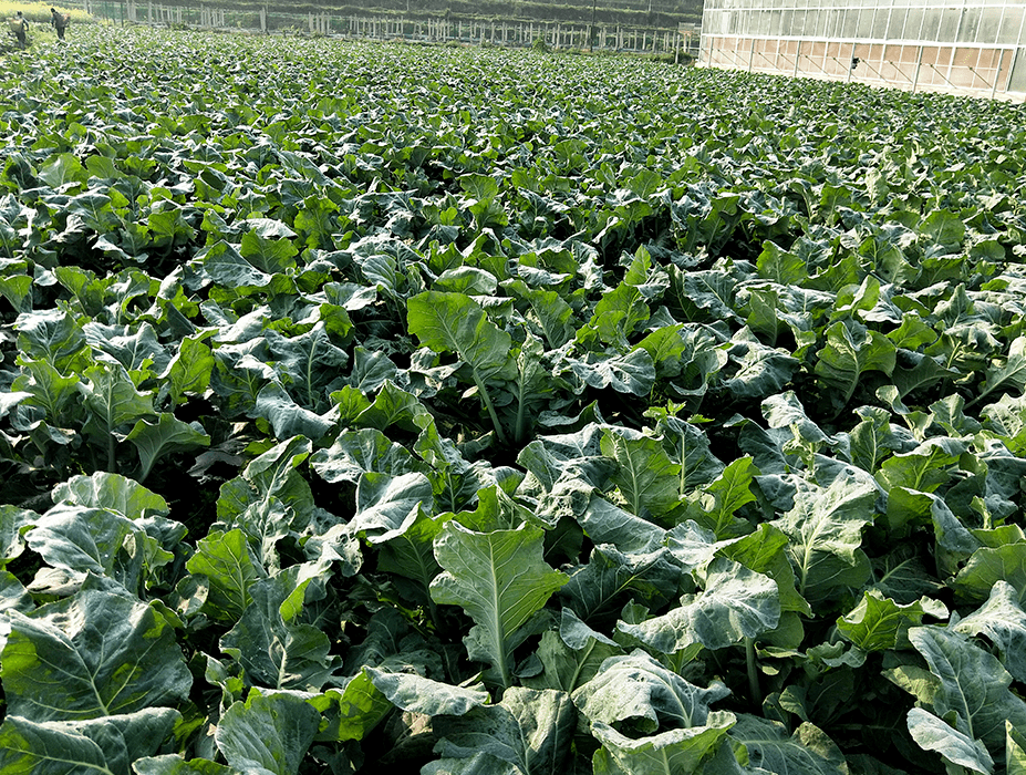 松花菜与野菜苦苣菜对比图