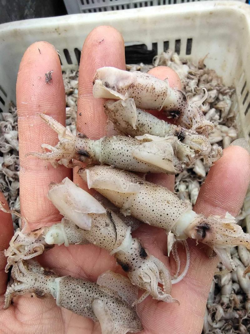 海兔子大小规格都有海兔干度好无沙产地直供无差价