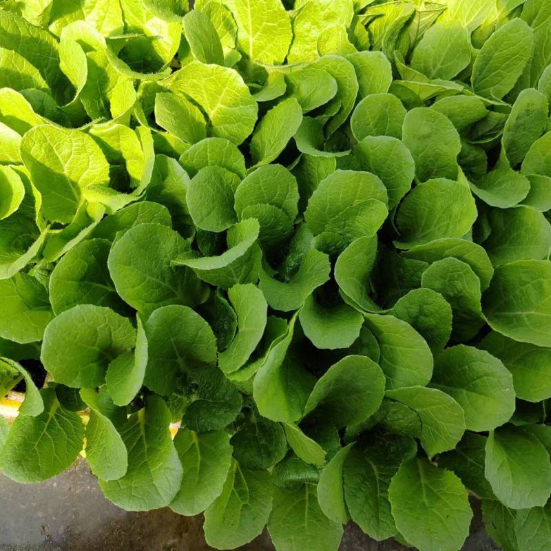 大白菜