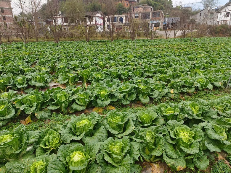 城市道路两旁种植的大片羽衣甘蓝,展示其在绿化中的应用效果 城市绿化中羽衣甘蓝的全景图