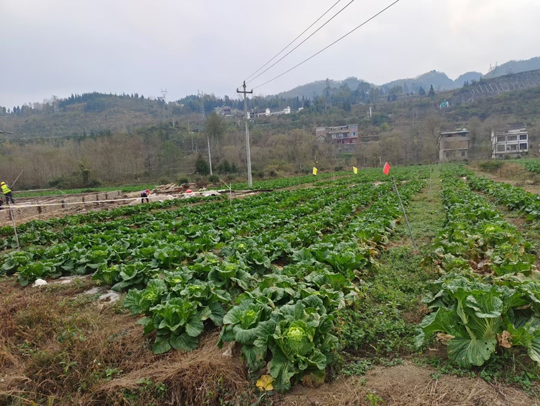 羽衣甘蓝种植基地实景图