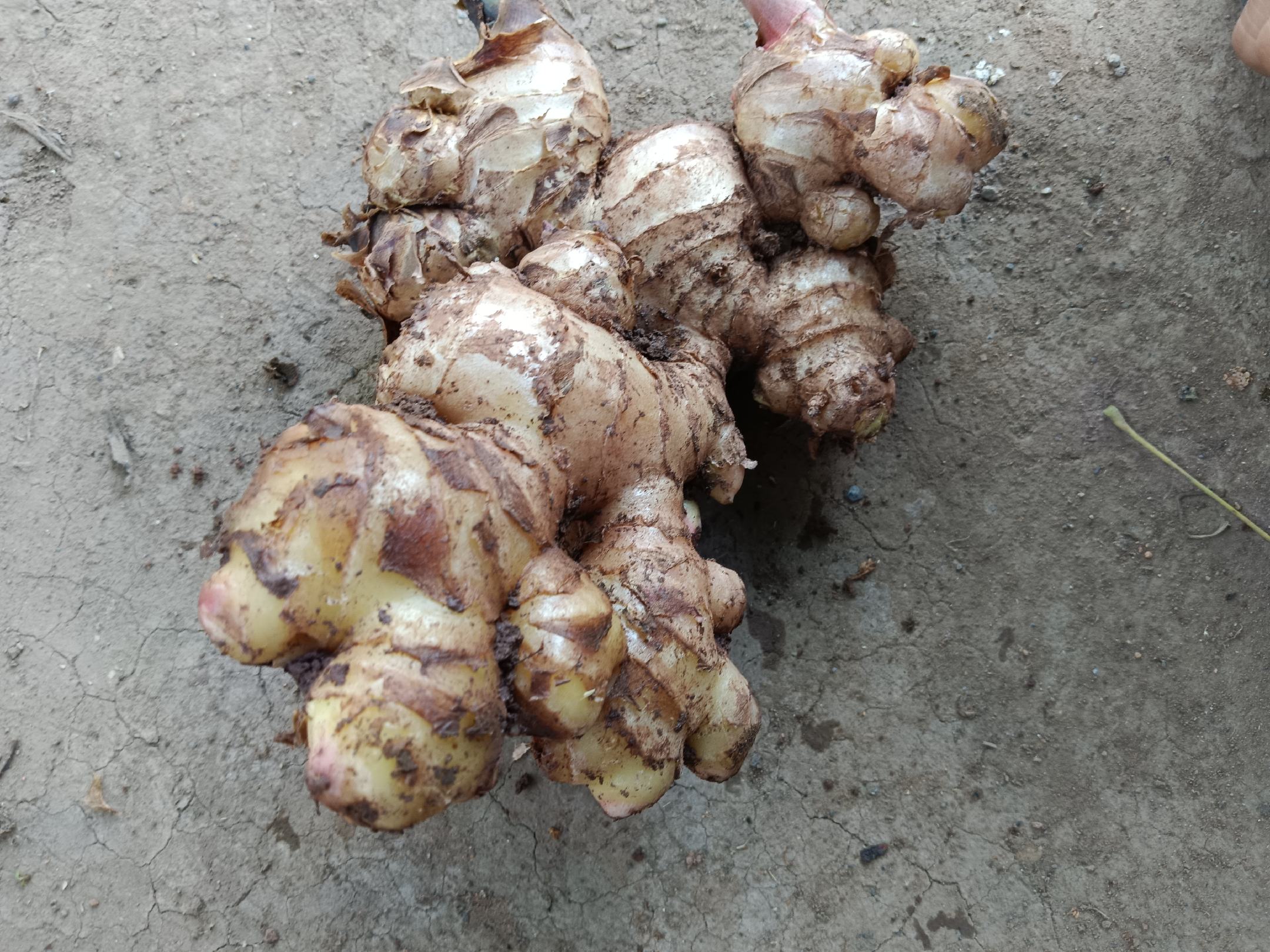 新鲜生姜与干姜药材对比图,用于说明不同形态的生姜在中药中的应用 生姜药材展示