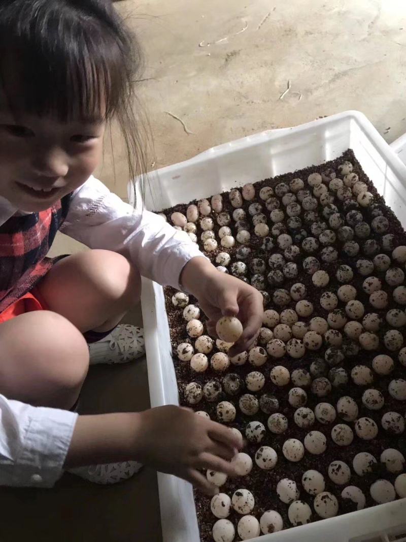 甲鱼，乌龟孵化塑料箱，水产储物箱