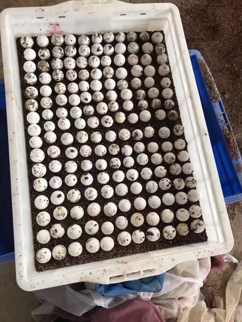 甲鱼，乌龟孵化塑料箱，水产储物箱