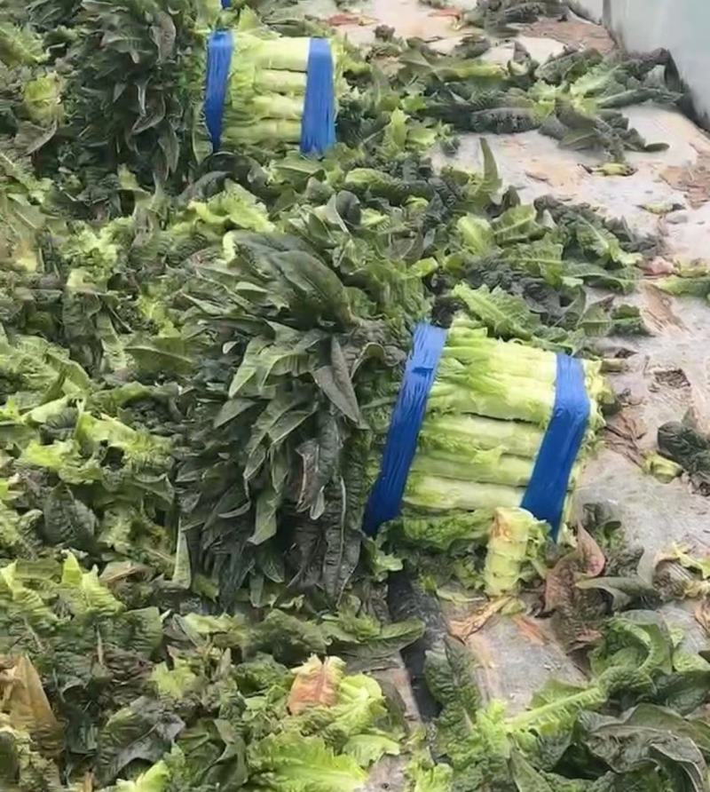 尖叶莴笋，产地一手货，质量好，量大价格优惠，欢迎采购