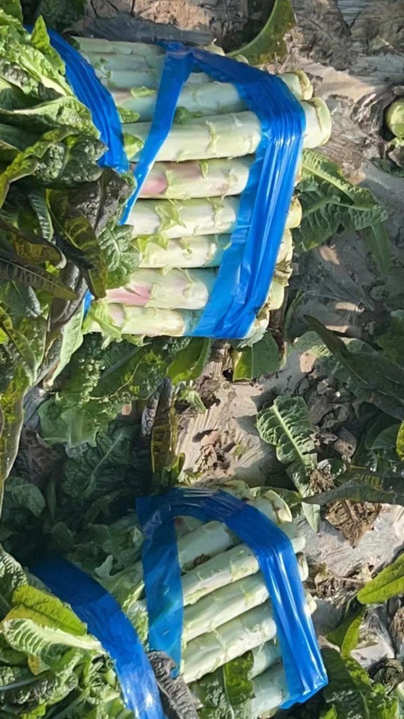 尖叶莴笋，产地一手货，质量好，量大价格优惠，欢迎采购