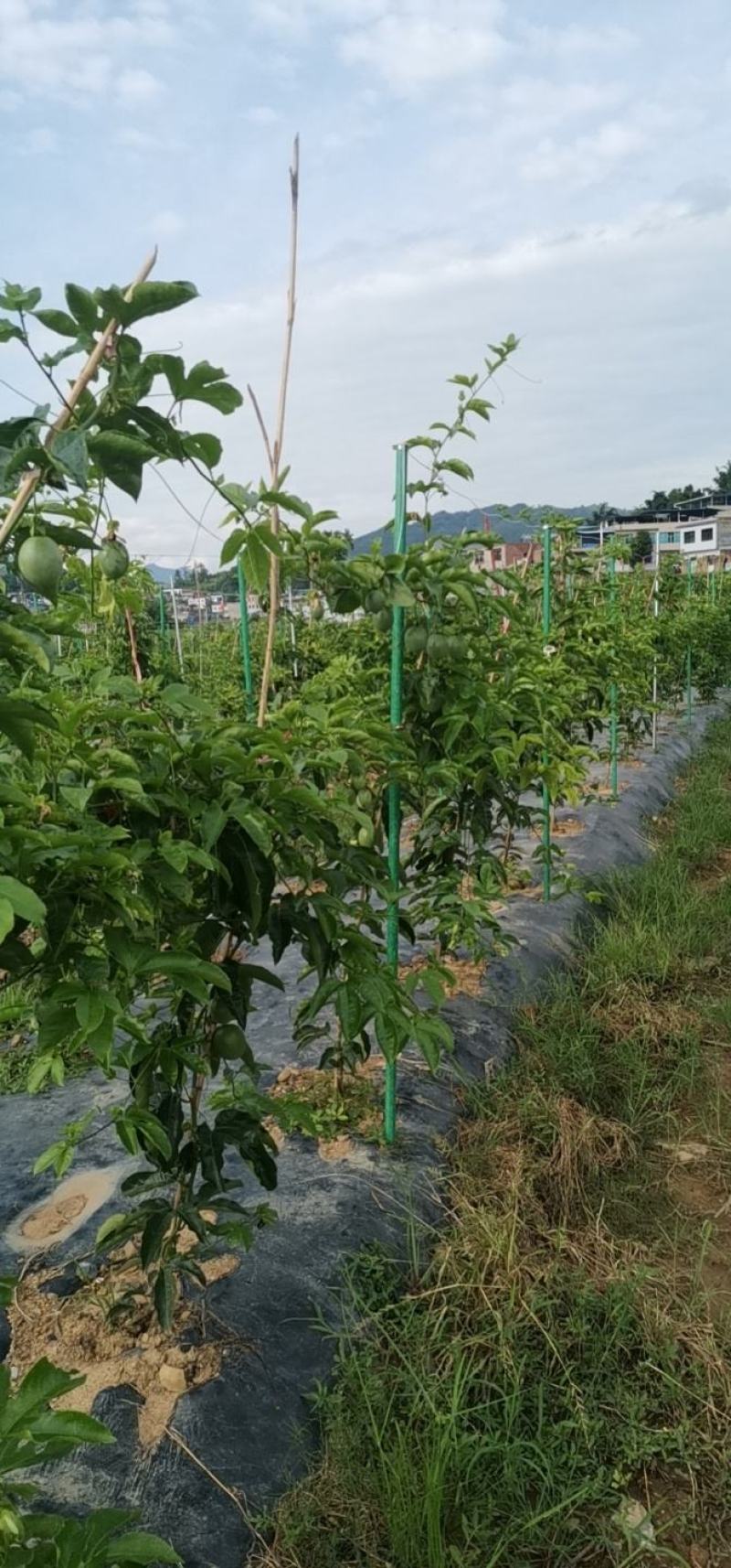 玻纤管立柱，圣女果架材，遮阳棚立柱