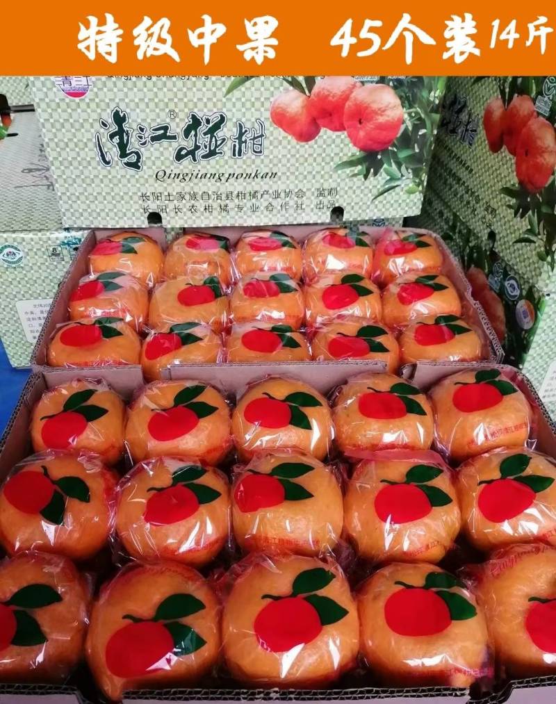 精品椪柑