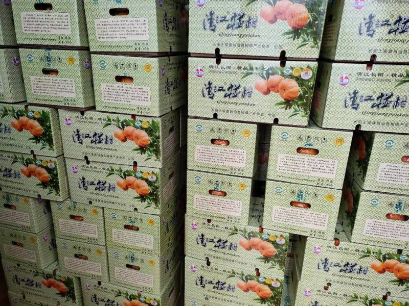 精品椪柑