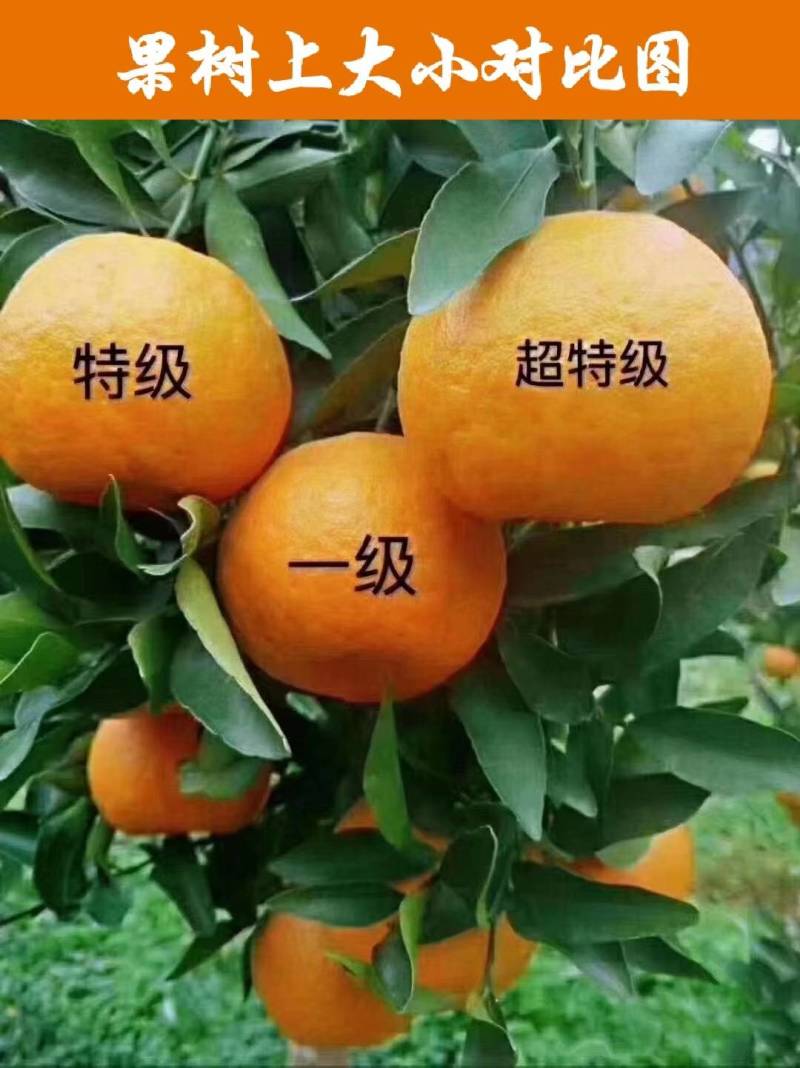 精品椪柑