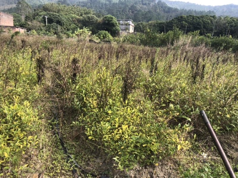 香橙苗，1.5至2公分粗，香橙香橙一相就成