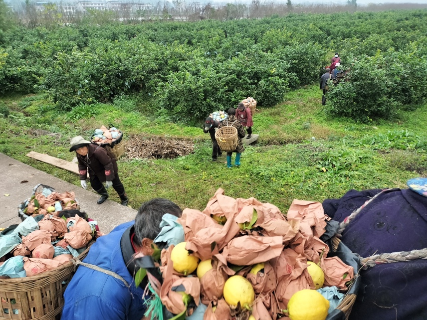 安岳柠檬采摘现场