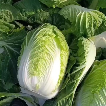 黄心白菜3到5斤，