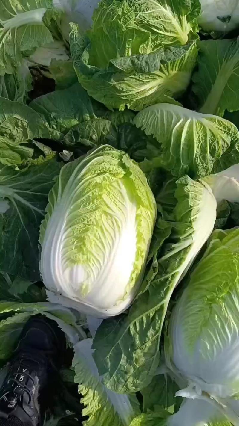 黄心白菜3到5斤，