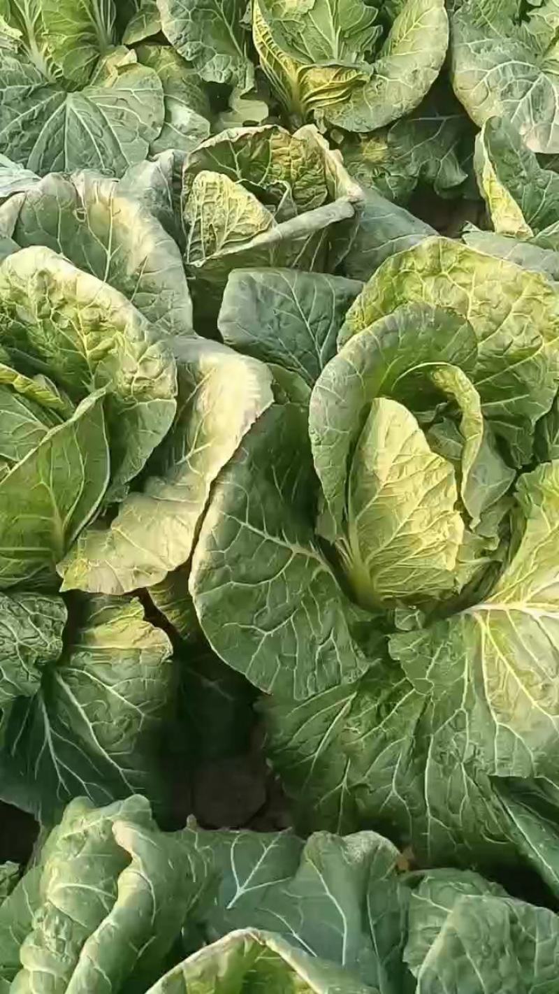 黄心白菜3到5斤，