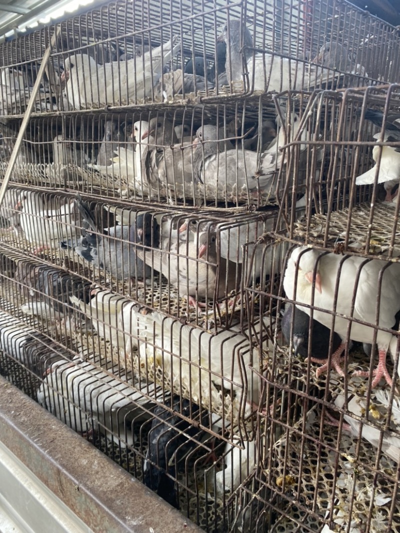 白条鸽精品好货次品白条鸽大量供应欢迎咨询