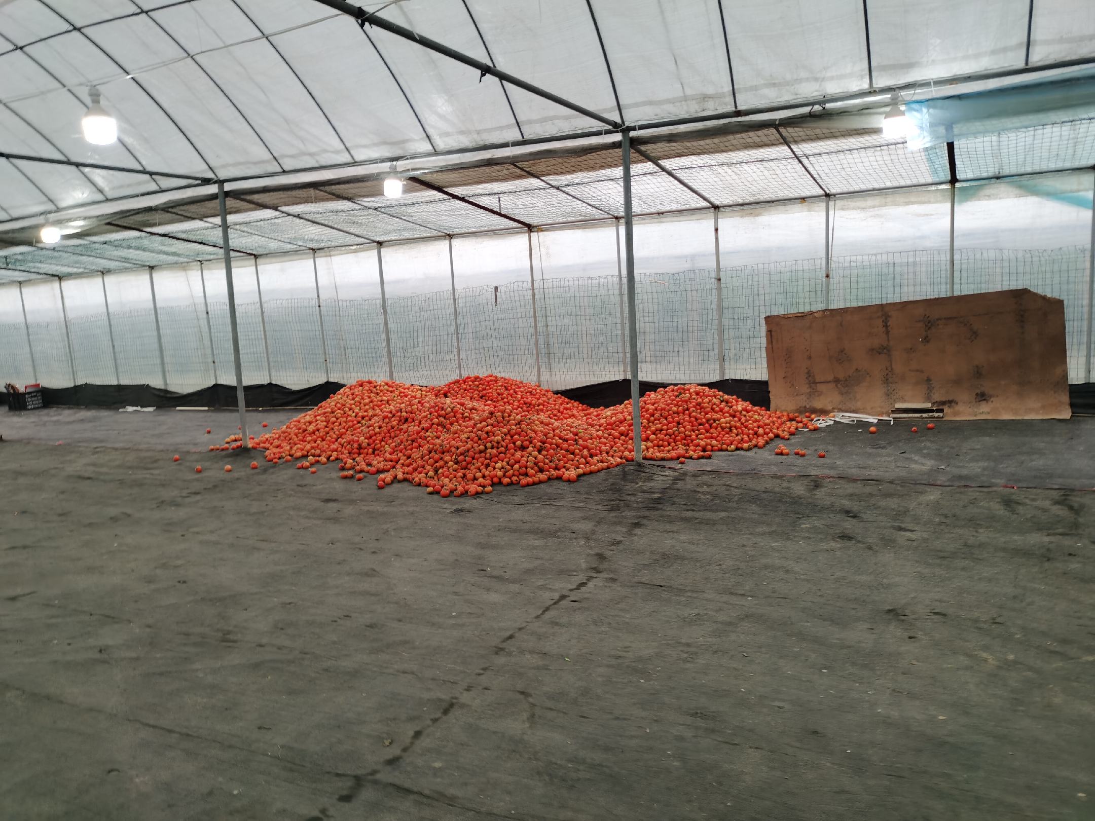 西红柿大棚内部种植情况