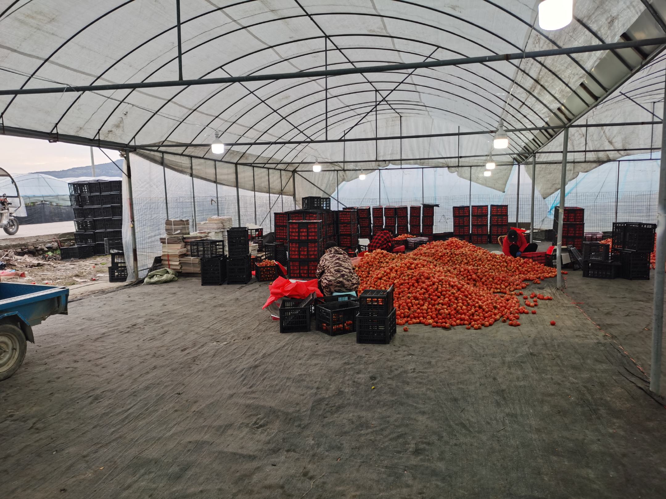 普罗旺斯番茄西红柿种植基地